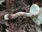 Piruló galóca (Amanita rubescens), Budai-hegység